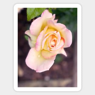 Rose in Spring Sticker